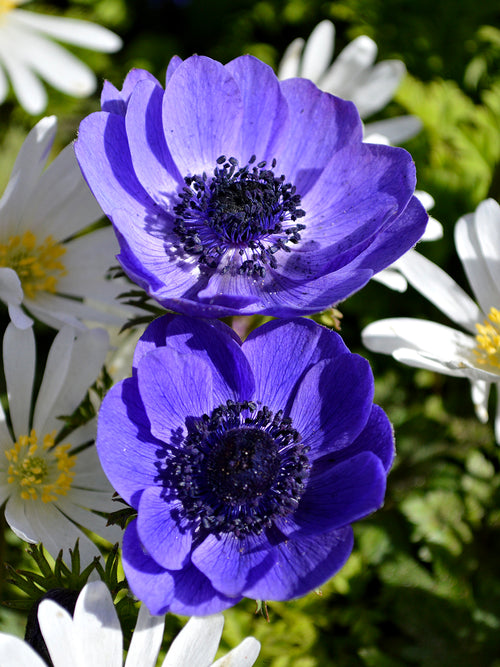 blue anemones de Caen Mr. Fokker - Wind Flowers