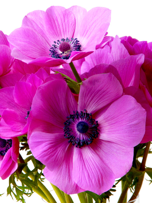 Anemone Sylphide Windflower - Pink-Purple Anemones