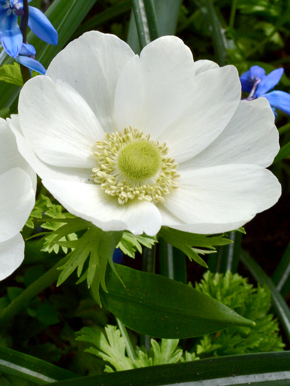 Anemone de Caen The Bride - White Wedding Cut Flowers