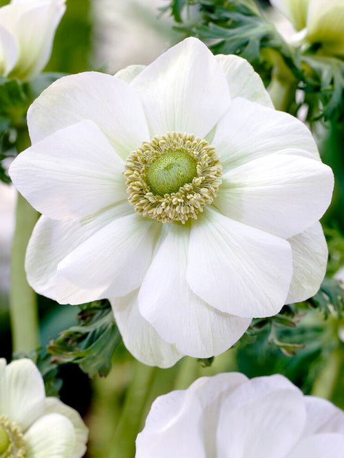 Anemone The Bride White Windflowers - Wedding Flowers