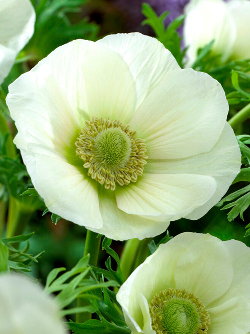 White Anemone de Caen The Bride