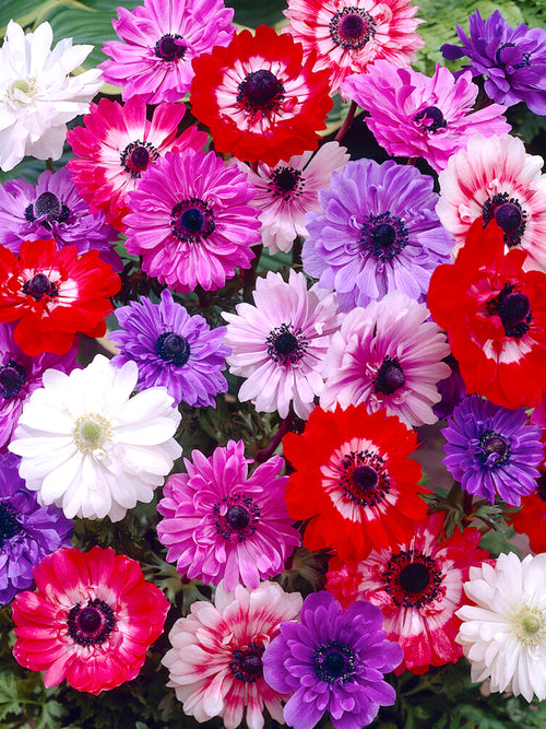 Anemone St. Brigid Windflowers - Mixed Colors