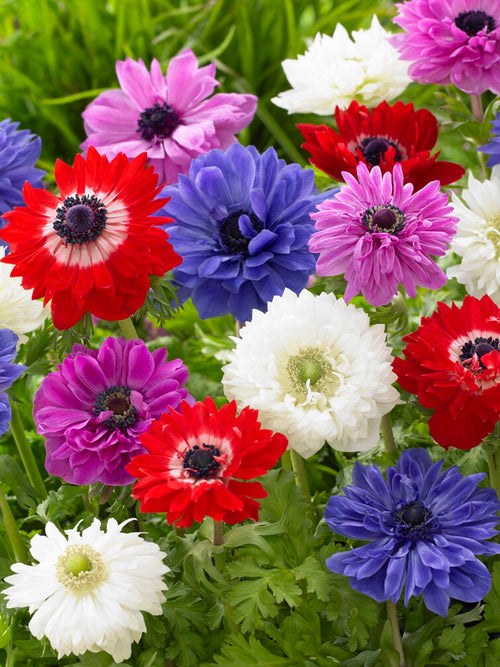 Anemone St. Brigid Windflowers - Mixed Colors