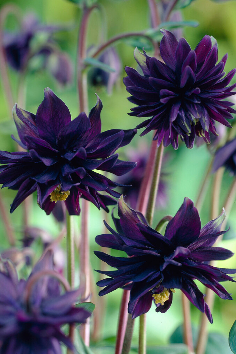 Columbine Black Barlow Aquilegia DutchGrown columbine-black-barlow-aquilegia-dutchgrown