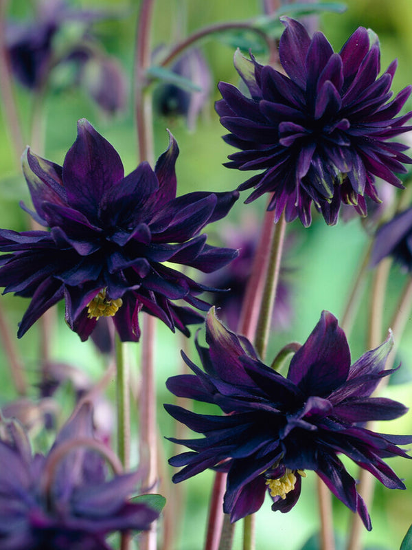 Columbine Black Barlow Roots