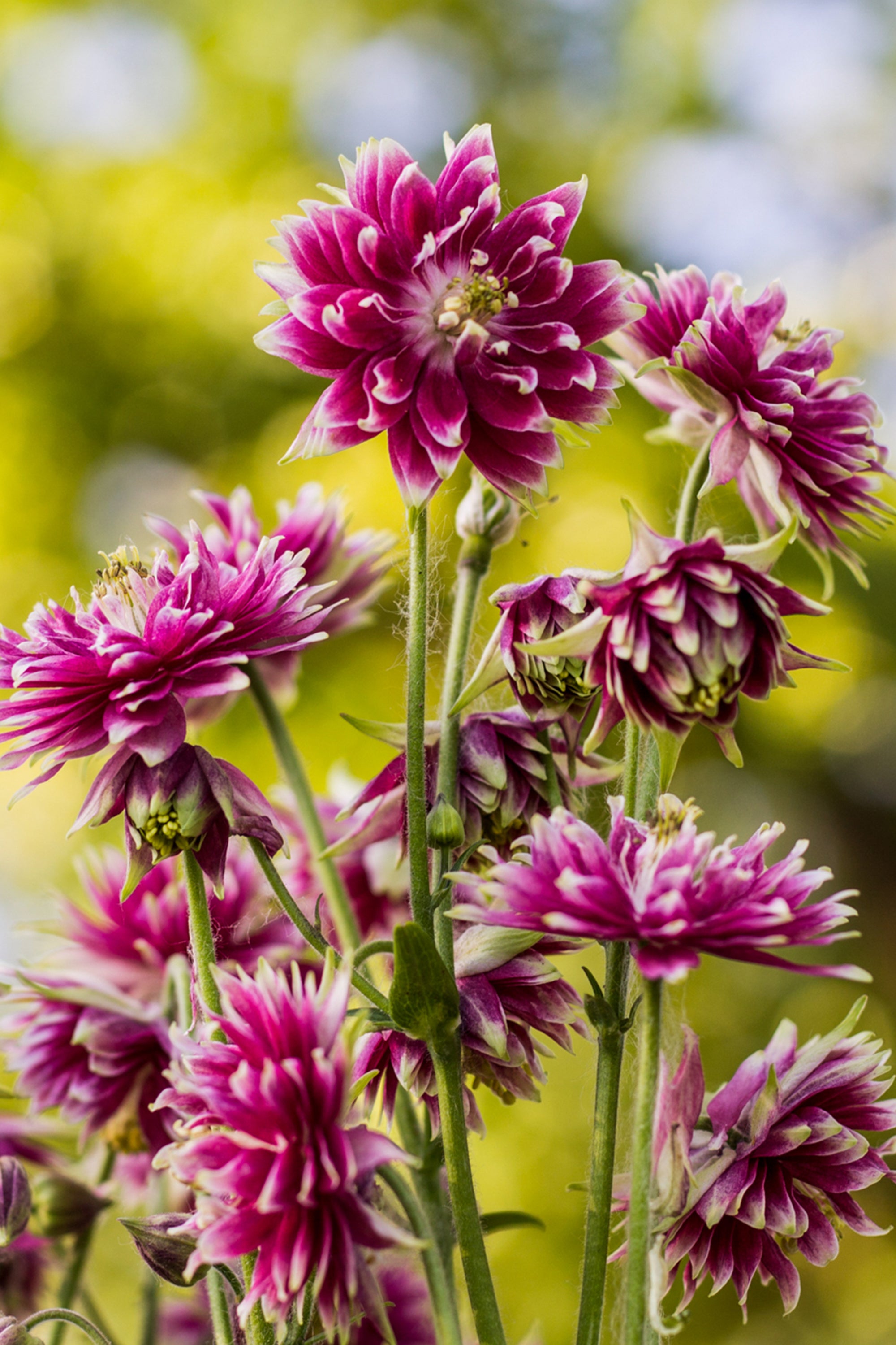 Columbine Nora Barlow (Aquilegia) | DutchGrown™