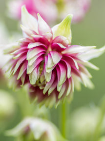 Columbine Nora Barlow