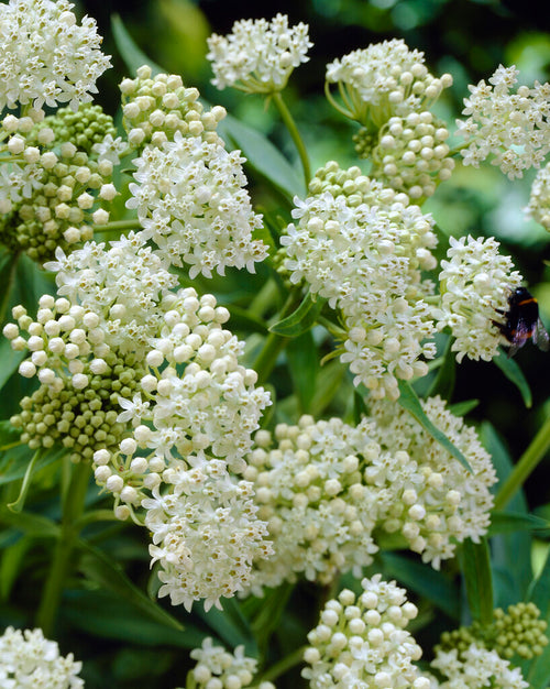 Swamp Milkweed Ice Ballet Asclepias