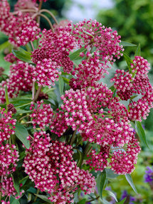 Soulmate Swamp Milkweed