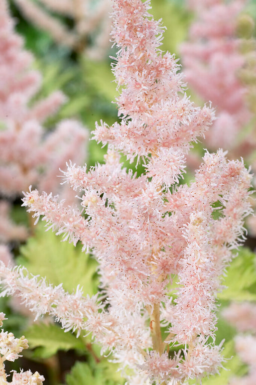 Astilbe Milk And Honey