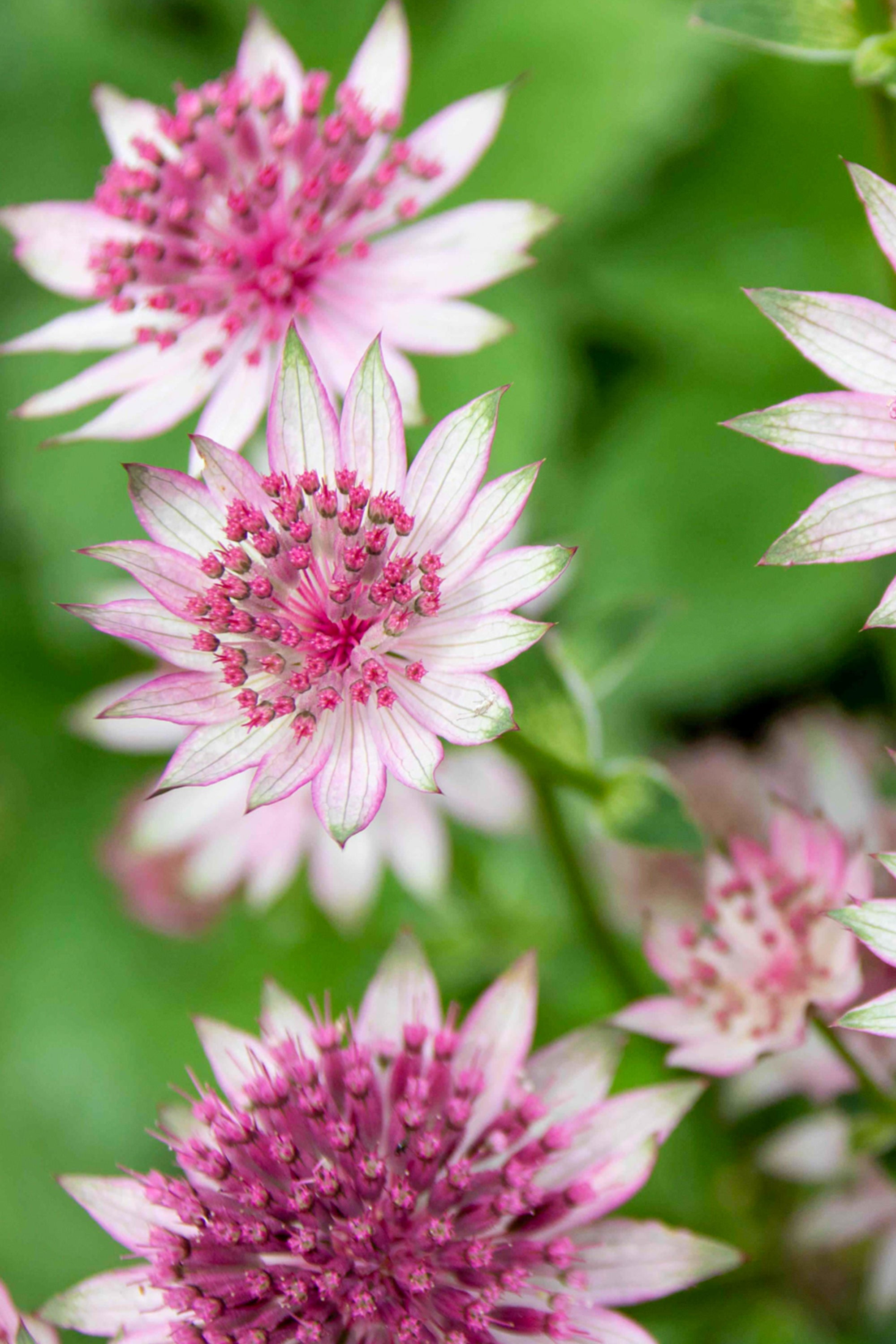 Astrantia shop
