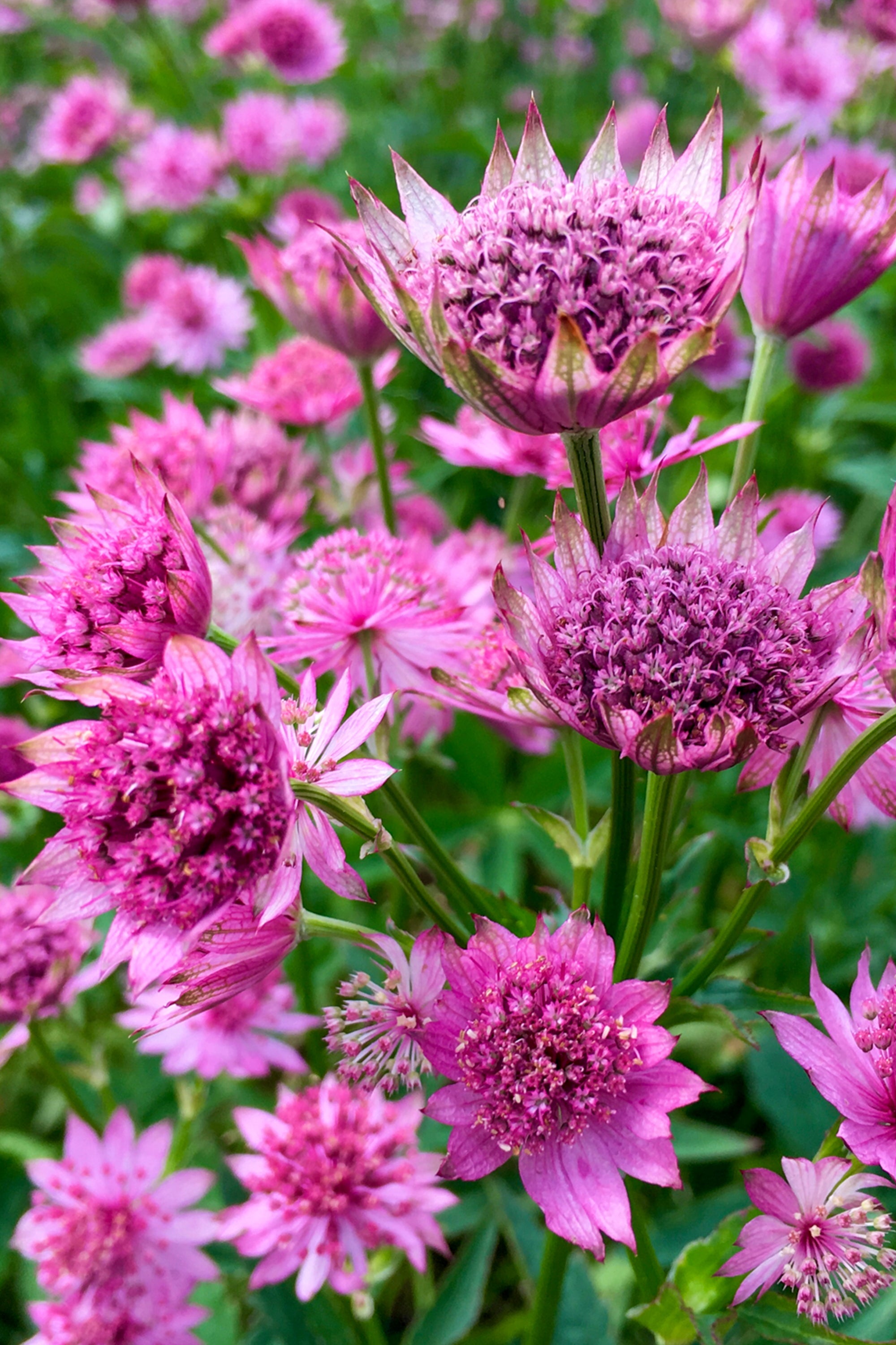Astrantia Major Venice