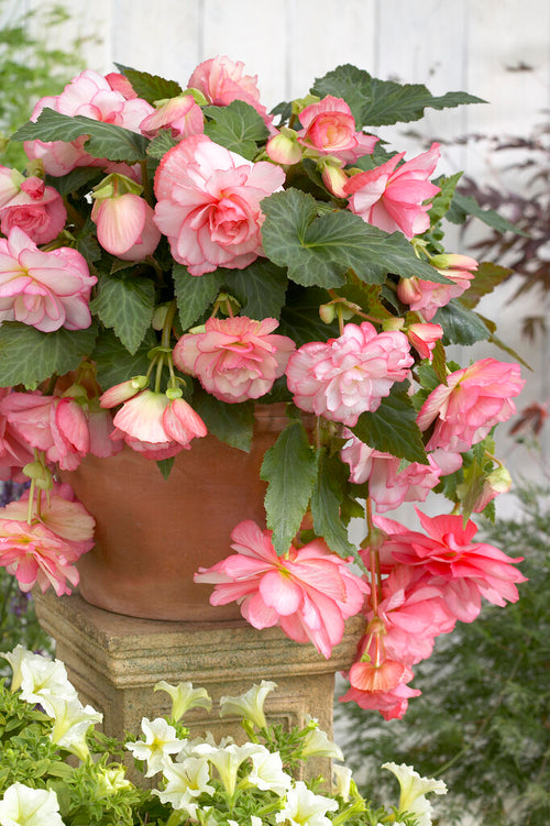 Begonia Cascade Florence in soft pink and white shades
