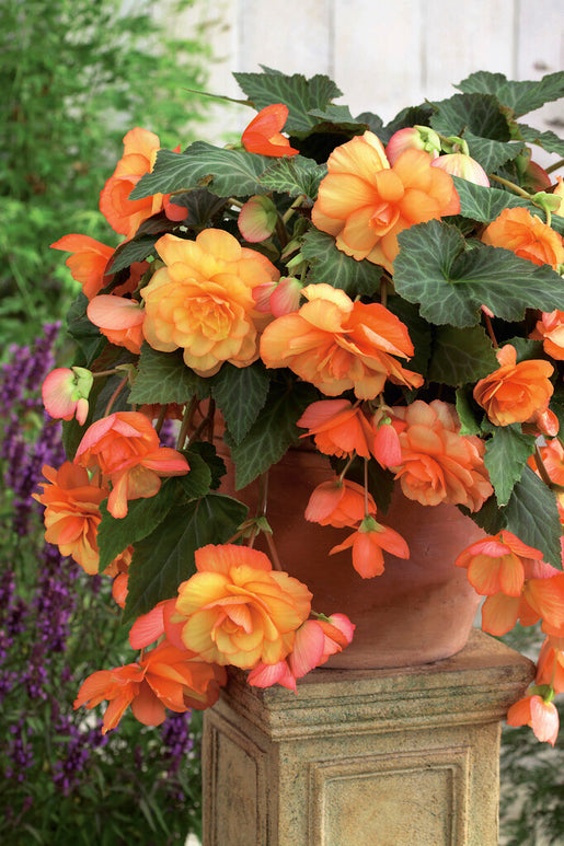 Begonia Cascade Sunray