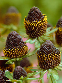 Rudbeckia Black Beauty