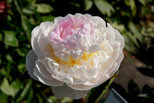Peony Blush Queen