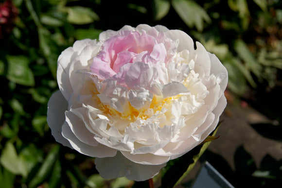 Peony Blush Queen
