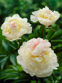 Peony Blush Queen