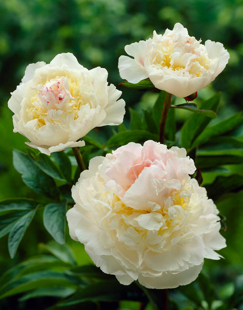 Blush queen peonies roots
