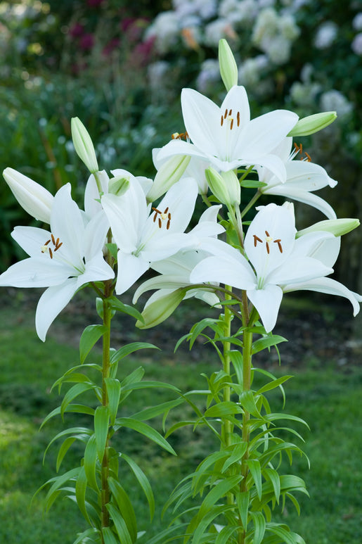 Bulbs Lilium 'Bright Diamond' (Longiflorum-Asiatic Lily)