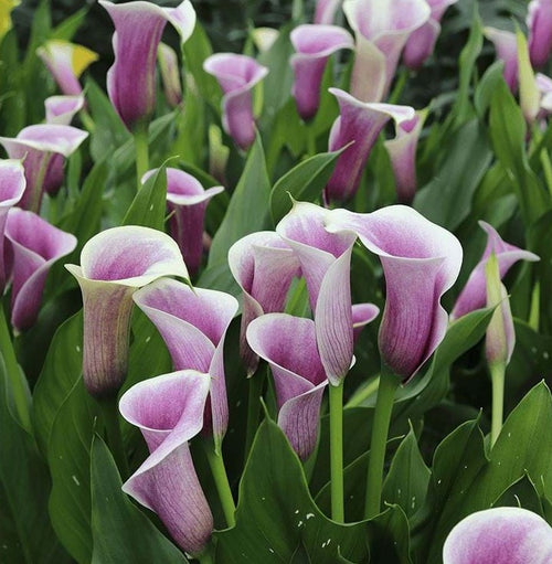 Calla Lily Flower Bulbs Airbrush
