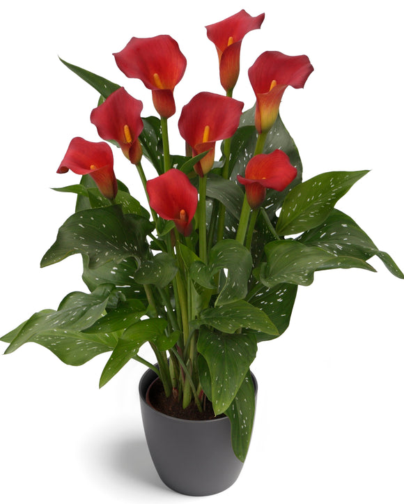 Calla Lily Bulbs Bloody Mary