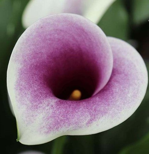 Airbrush Calla Lilies