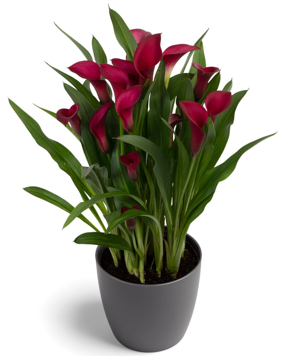 Calla Lily Bulbs Callafornia 