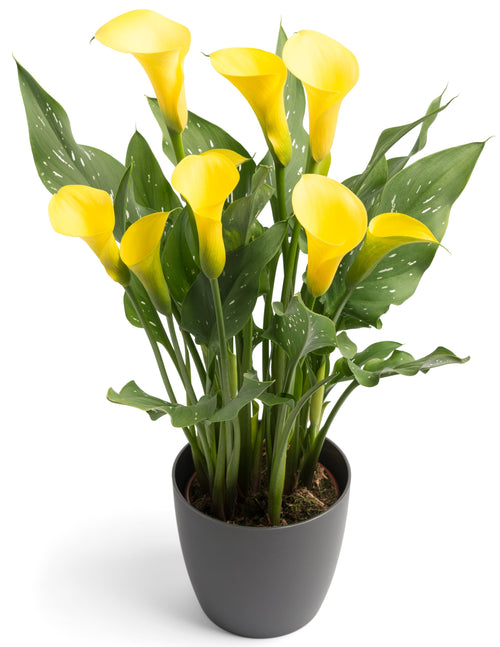 Calla Lily Copacabana - Calla Lily Bulbs
