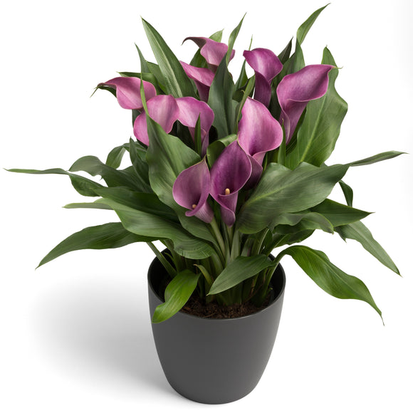 Calla Lily Grape Velvet bulbs 