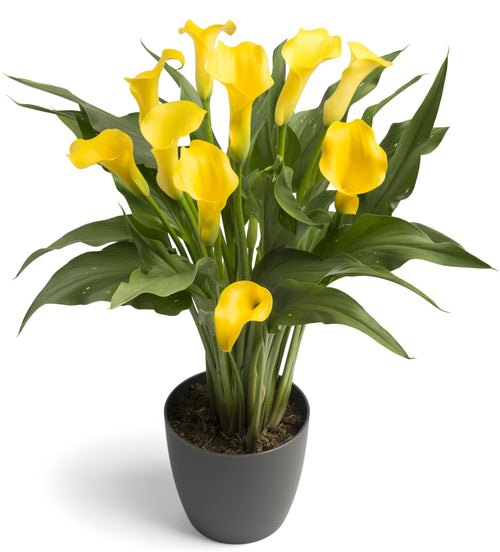 Calla Lily Monte Carlo - Yellow Calla Lilies