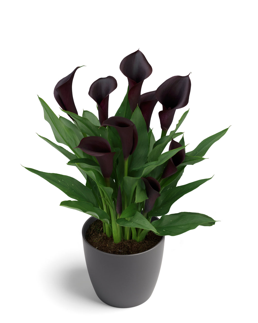 Black Calla Lily Bulbs Odessa DutchGrown™