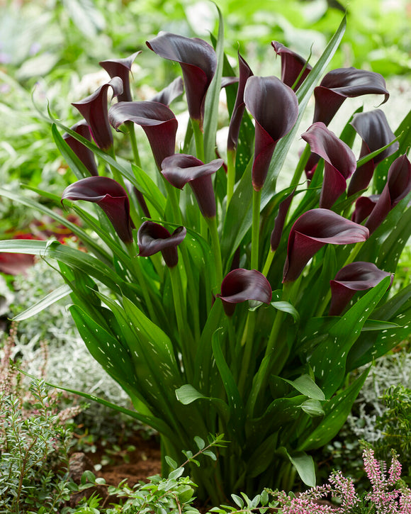 Calla Lily Bulbs Odessa - Black Calla Lilies