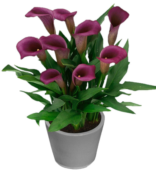 Purple Calla Lily Bulbs - Calla Lily Paco