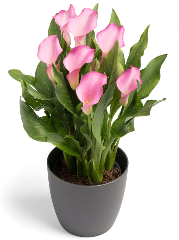 Calla Lily Peters Pride - pink calla lily bulbs