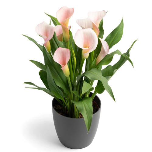 Strawberry Blush Calla Lily Bulbs