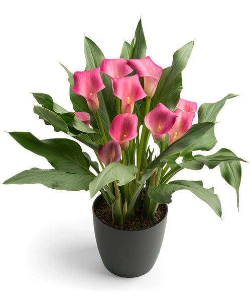 Calla Lily Bulbs Wild Salmon