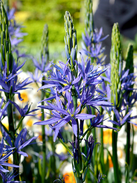 white camassia lily Camassia Esculenta (Camas Lily) Bulbs