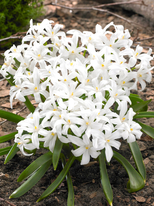 Chionodoxa Lucilea Alba (Glory of the Snow) - White Naturalizing Flower Bulbs