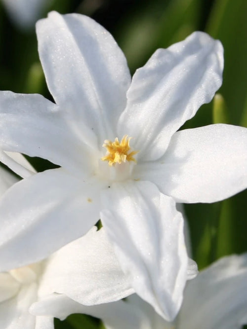 Chionodoxa Lucilea Alba (Glory of the Snow) - White Early Blooming Flower Bulbs Close Up