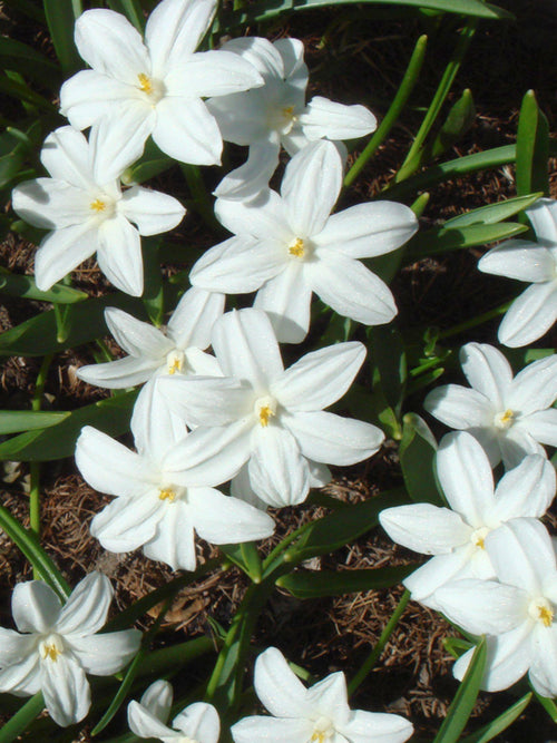 Chionodoxa Lucilea Alba (Glory of the Snow) - Early Blooming White Flower Bulbs
