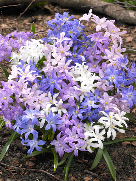 Chionodoxa Lucilea Bestseller Mix Glory of the Snow