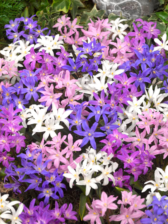 Chionodoxa Lucilea Glory of the Snow Bestseller Mix