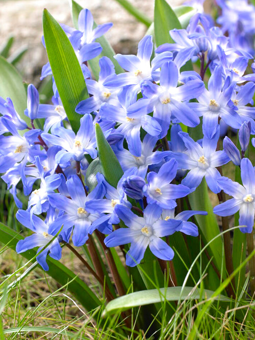 Chionodoxa Lucilea (Glory of the Snow) - Blue Naturalizing Bulbs