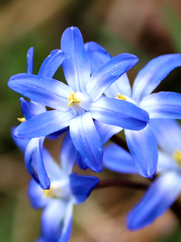 Chionodoxa Lucilea (Glory of the Snow) - Blue Naturalizing Bulbs Close Up