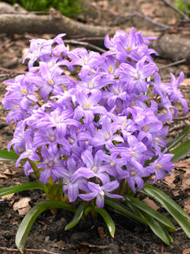 Chionodoxa Luciliae Violet Beauty (Glory of the Snow)