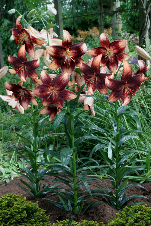 Lilies Bulbs - Lily Chocolate Event