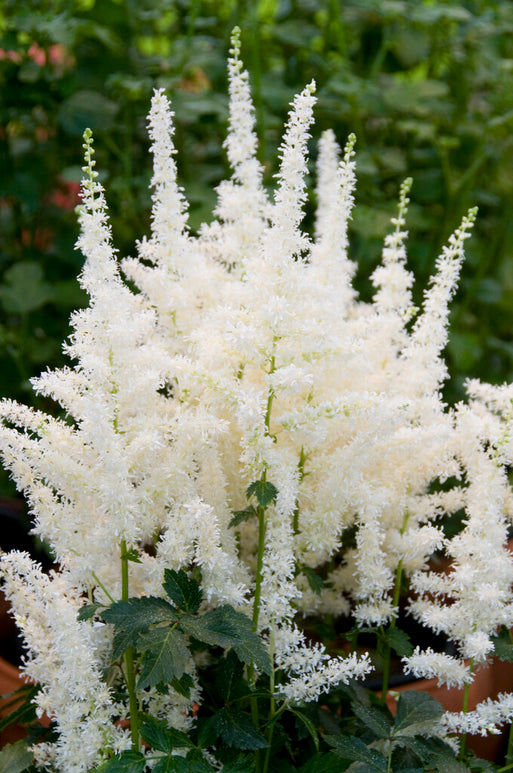 Close Harmony Astilbe Roots