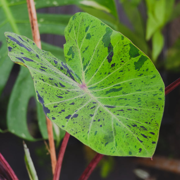 Colocasia Esculenta Mojito®