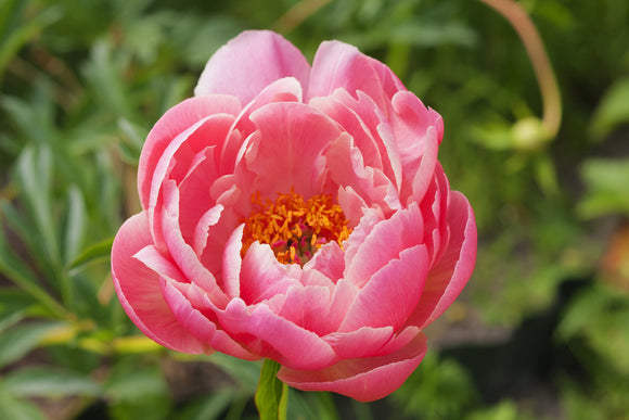 Peony Roots Coral Charm | Grow Peonies | DutchGrown™